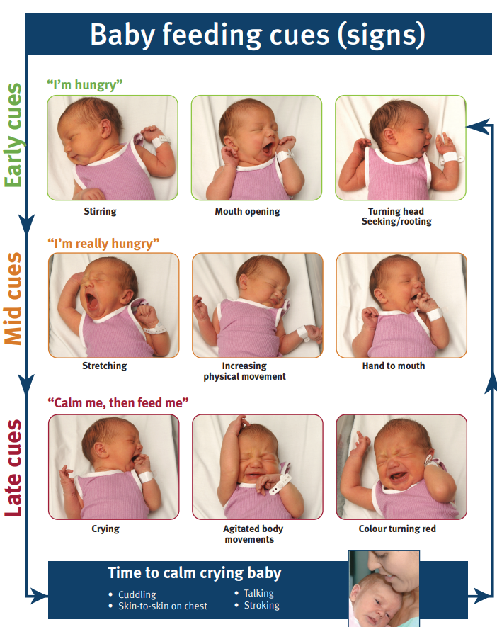 Baby feeding cues poster image.png